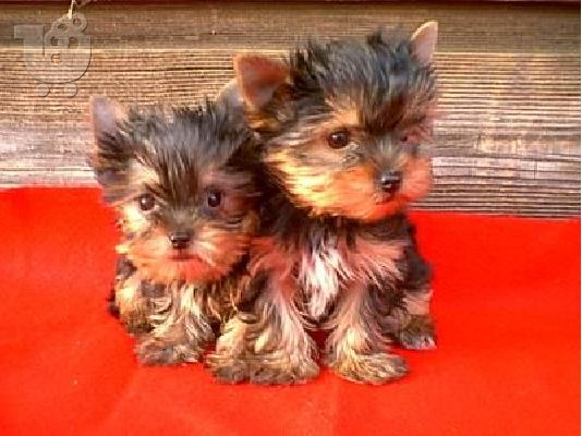 PoulaTo: Πανέμορφα κουτάβια Yorkie