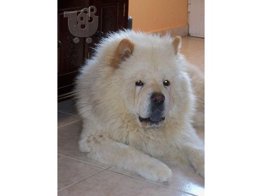 PoulaTo: ΖΗΤΗΤΑΙ ΘΗΛΥΚΌ CHOW-CHOW ΓΙΑ ΖΕΥΓΆΡΩΜΑ