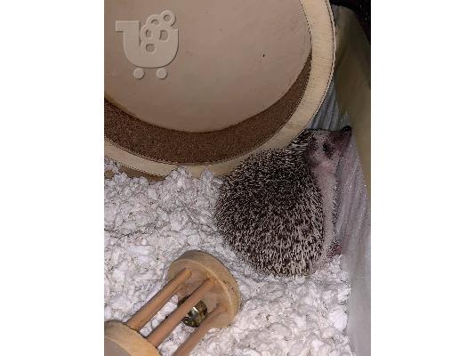 African pygmy hedgehog / σκαντζοχοιράκι