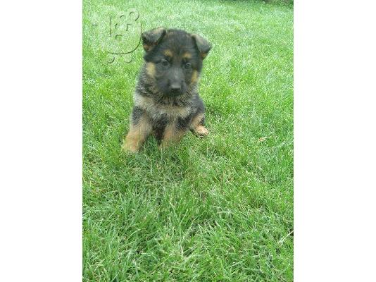 PoulaTo: German Shepherd καθαροαιμα Αθηνα-Θεσσαλονικη-κρητη 6979314054