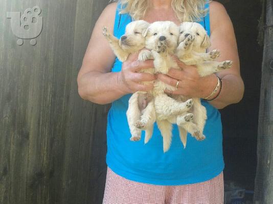 PoulaTo: Γκολντεν ριτριβερ ( golden retriever )