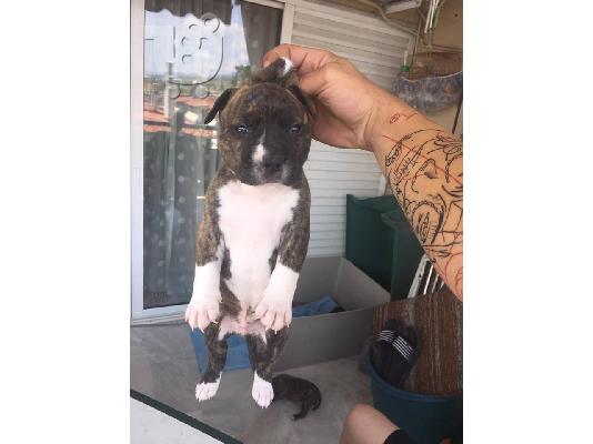 Pitbull