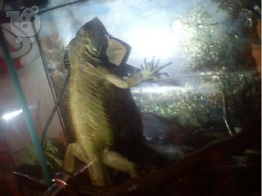 TERRARIUM IGKOUANA
