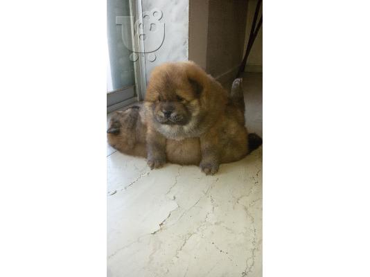 τσοου τσοου chow chow