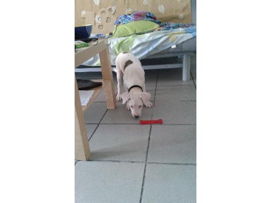 Καθαρόαιμο Pitbullάκι 2 μηνών!