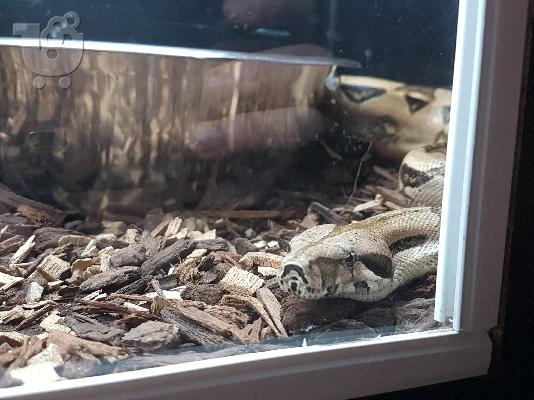 BCI BOA Constrictor
