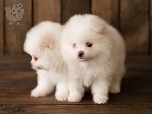 PoulaTo: Δύο φοβερά κουτάβια Pomeranian
