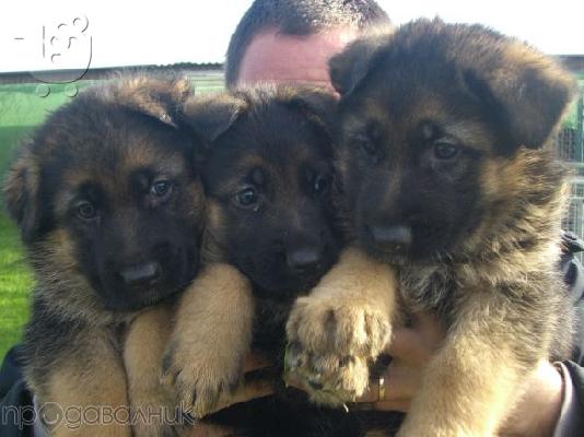 German Shepherd