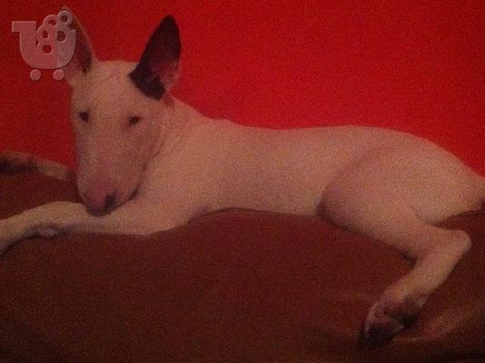 Καθαρόαιμο bull terrier πωλείται!!!