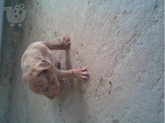 PIT BULL κουταβακι γιγαντας Πίτμπουλ Πίτμπουλ