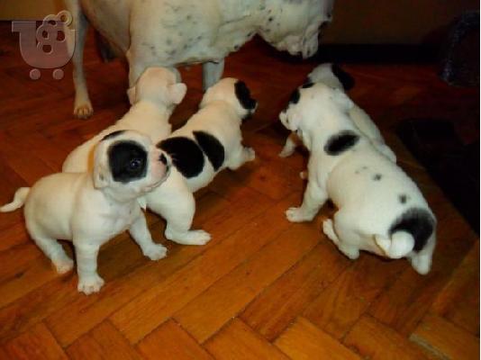 French Bulldog-Γαλλικό Μπουλντόγκ