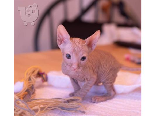 PoulaTo: Donskoy Kittens