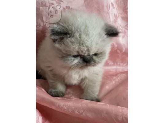 PoulaTo: Himalayan Kittens