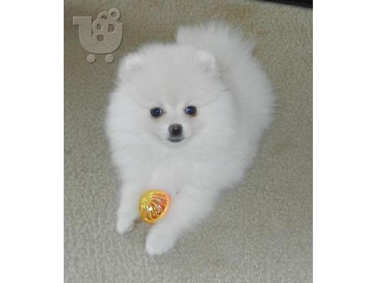 PoulaTo: Κουτάβια Pomeranian