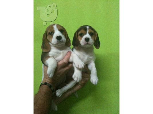 PoulaTo: BEAGLE Μπίγκλ  Μπίγκλ