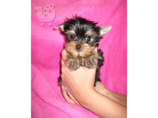 Καθαρόαιμα Yorkshire Terrier