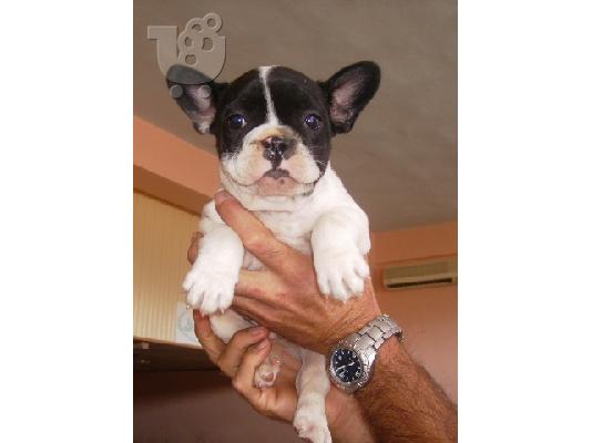 FRENCH BULLDOG - ΓΑΛΛΙΚΟ ΜΠΟΥΛΝΤΟΓΚ Μπουλντόγκ