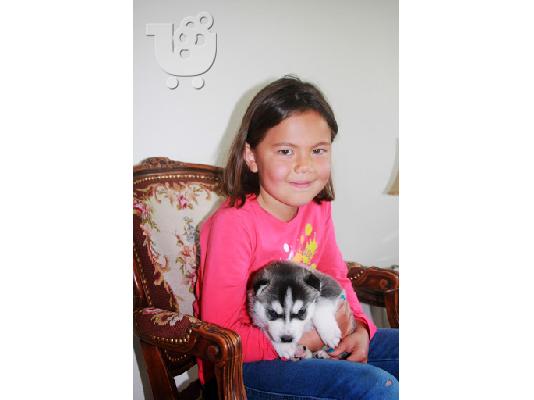 καθαρή φυλή Husky με μπλε μάτια για ένα νέο σπίτι.