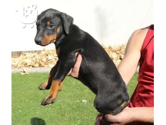 DOBERMAN ΚΟΥΤΑΒΙΑ