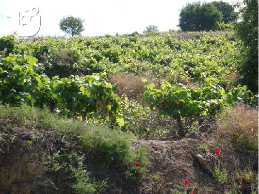 PLOT IN PELLINI-XYLOKASTRO-PELOPONNESE KFKM7560XY1