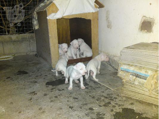 DOGO ARGENTINO Μαστίφ