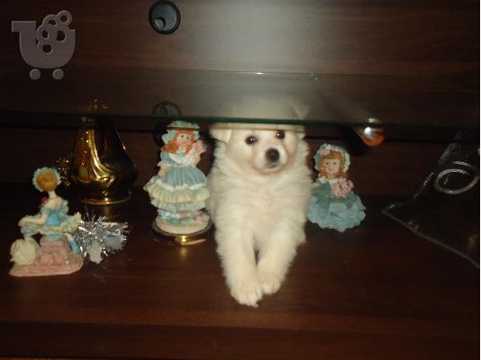 PoulaTo: Πωλείτε πομερανιαν(pomeranian)