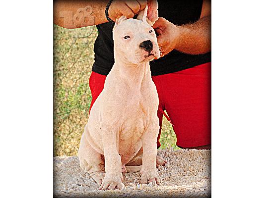 DOGO ARGENTINO