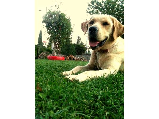 Labradorakia καθαρόαιμα Κοζάνη