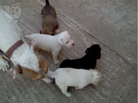 PoulaTo: Χαρίζονται ημίαιμα κουταβάκια American Staffordshire Terier(Πιτμπουλ)