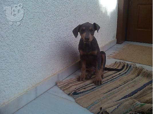 PoulaTo: Doberman 