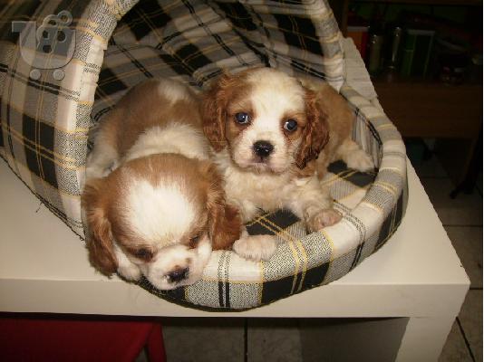 CAVALIER KING SPANIEL- ΚΑΒΑΛΙΕΡ