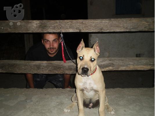 polite pit bull Πίτμπουλ