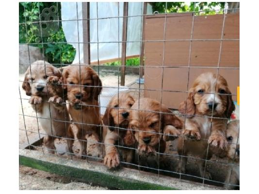 PoulaTo: COCKER SPANIEL.!!!!