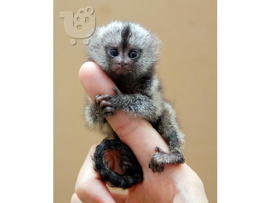 PoulaTo: Jovial Finger πιθήκους Marmoset..