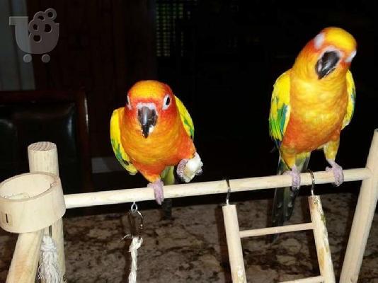 PoulaTo: Sun Conures είναι