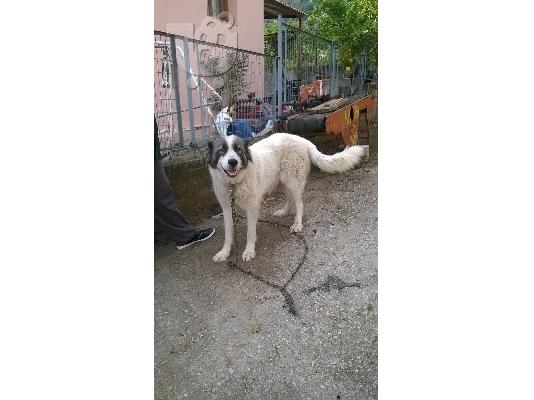 κουταβια καυκασου