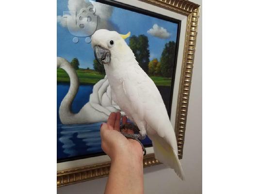 Θείο-λοφιοφόρο cockatoo