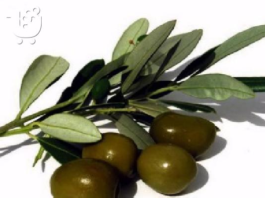 PoulaTo: ΕΛΑΙΟΛΑΔΟ