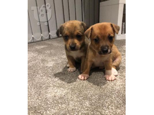 PoulaTo: Jack Russell terrier puppy for sale