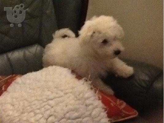PoulaTo: Όμορφα κουτάβια Fluffy Bichon Frise