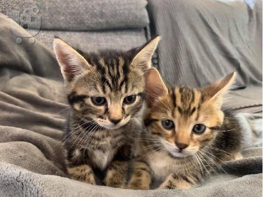PoulaTo: Bengal kitten for adoption and rehoming