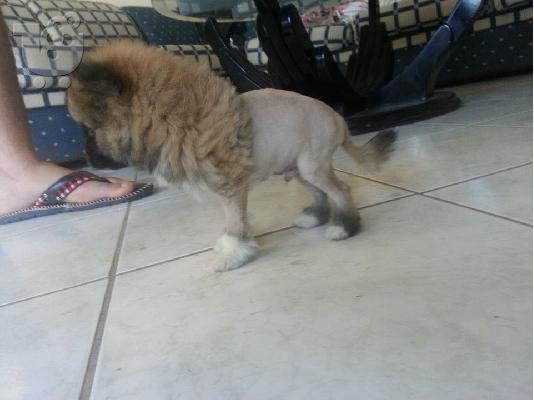 POMERANIAN