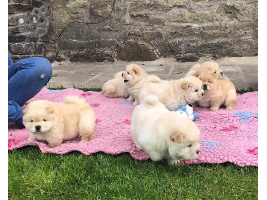 PoulaTo: Διατίθενται μωρά Chow Chow
