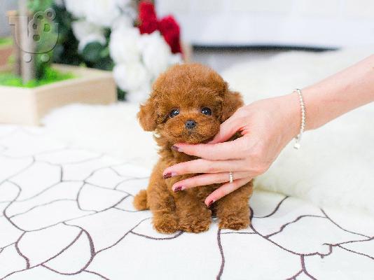 PoulaTo: Καθαρόαιμα κουτάβια Toy Poodle