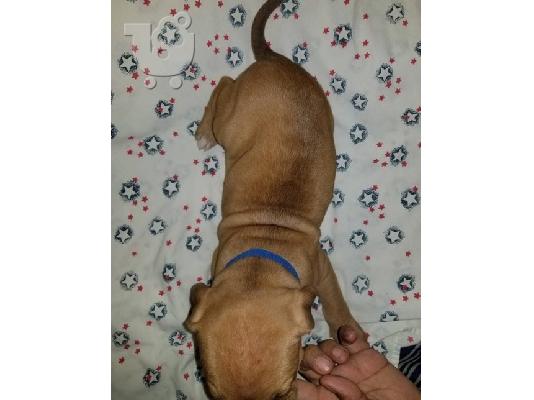 American Bully puppies
