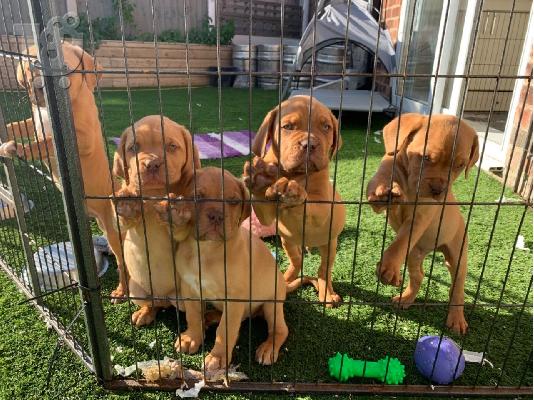 PoulaTo: Κουτάβια Adorabe Dogue De Bordeaux