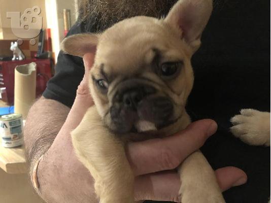 PoulaTo:  Francuski buldog dostupan za prodaju kontaktirajte me preko (whatsapp 32460219218) ili (viber 237679571657)