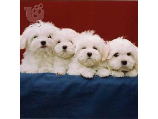 PoulaTo: BICHON MALTES