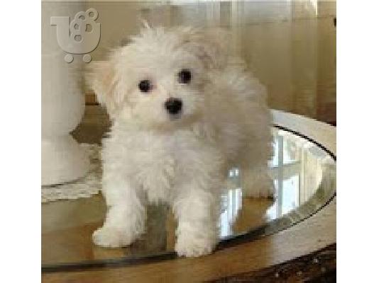 PoulaTo: Maltese