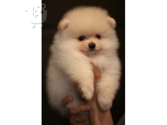 PoulaTo: Γλυκά μικρά Pomeranian κουτάβια